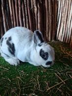 Rex dwerg voedster dalmatiner blauw jong, Dieren en Toebehoren, Konijnen, Vrouwelijk, Dwerg, 0 tot 2 jaar