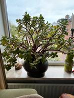 Crassula Ovata, Huis en Inrichting, Kamerplanten, Ophalen, Vetplant, In pot, Minder dan 100 cm