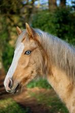 Donker Palomino Splash Merrieveulen, Merrie