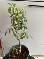 Diverse huiskamerplanten:, pink princess, schefflera, Ophalen, Overige soorten, Halfschaduw, In pot