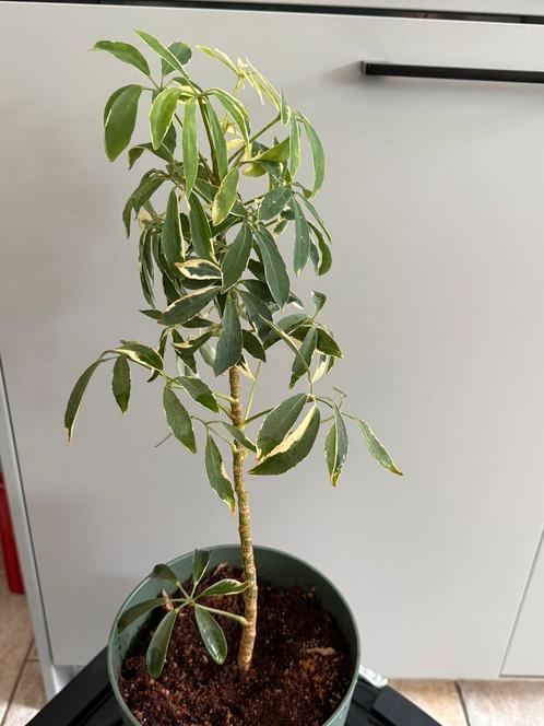 Diverse huiskamerplanten:, pink princess, schefflera, Huis en Inrichting, Kamerplanten, Overige soorten, Minder dan 100 cm, Groene kamerplant