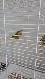 Dwergpapegaaien, Dieren en Toebehoren, Vogels | Parkieten en Papegaaien, Meerdere dieren, Dwergpapegaai of Agapornis, Tam