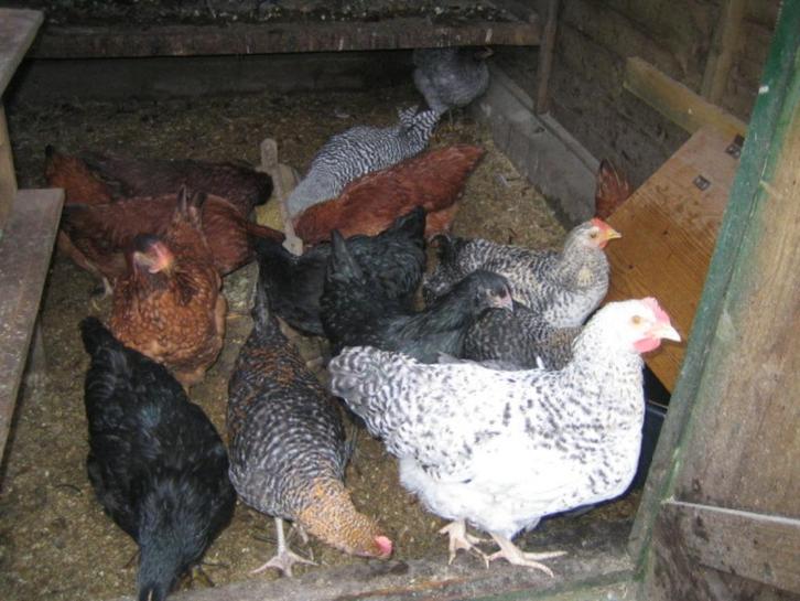 kippen, Dieren en Toebehoren, Pluimvee, Kip, Vrouwelijk