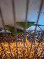 Barraband parkieten, Dieren en Toebehoren, Vogels | Parkieten en Papegaaien, Meerdere dieren, Parkiet, Geringd
