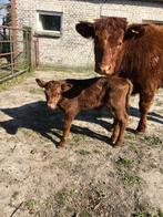 Stiertje eenkleurig 12 maanden rood, bruin, zwart, Dieren en Toebehoren, Mannelijk, 0 tot 2 jaar