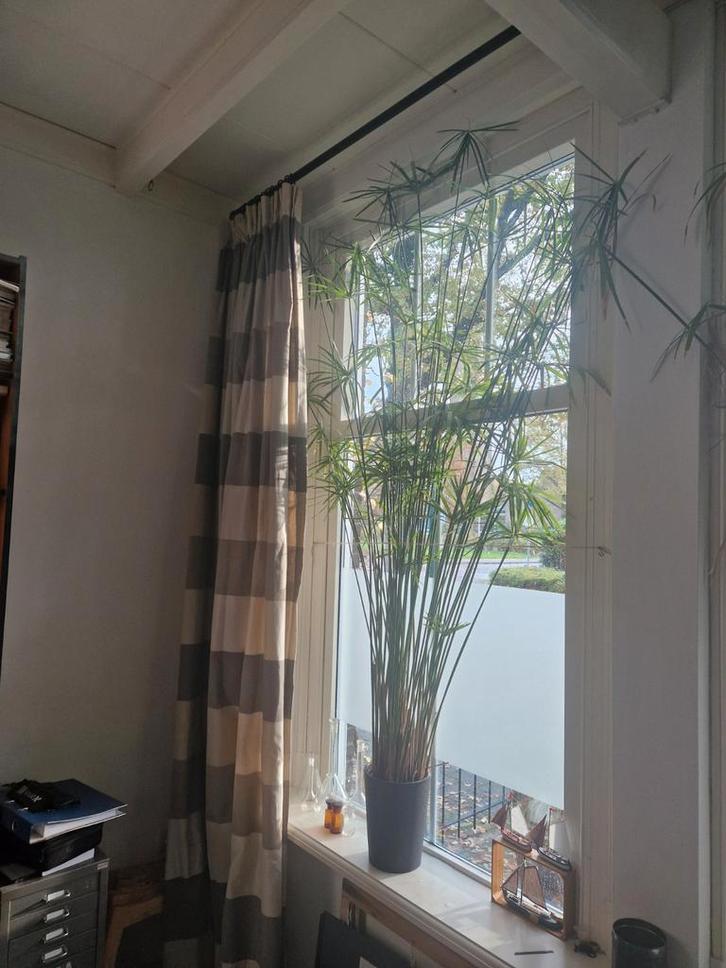 Papyrus Stek - Kamerplant!, Huis en Inrichting, Kamerplanten, Minder dan 100 cm, Halfschaduw, Ophalen