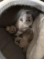 Britse korthaar blue point kittens, Dieren en Toebehoren, Katten en Kittens | Overige Katten, Meerdere dieren