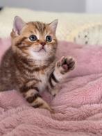 Prachtige raszuivere britse korthaar kittens, Dieren en Toebehoren, Kater, Ontwormd, 0 tot 2 jaar