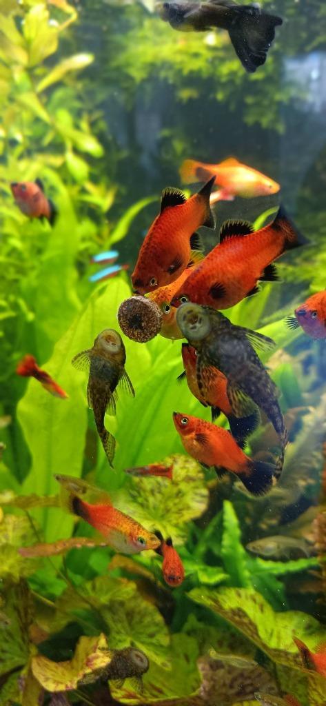 250 stuks kleeftabletten visvoer basisvoeding, Dieren en Toebehoren, Vissen | Aquariumvissen, Zoetwatervis, Vis