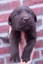Labrador pups GROOT LABRADORS, Dieren en Toebehoren, Parvo, 8 tot 15 weken, Labrador retriever, Meerdere