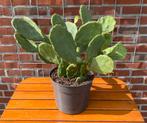 Mooie cactus (ophalen in Heerenveen), Tuin en Terras, Planten | Tuinplanten, Ophalen of Verzenden