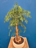 Araucaria Chinensis Bonsai p18 (3)