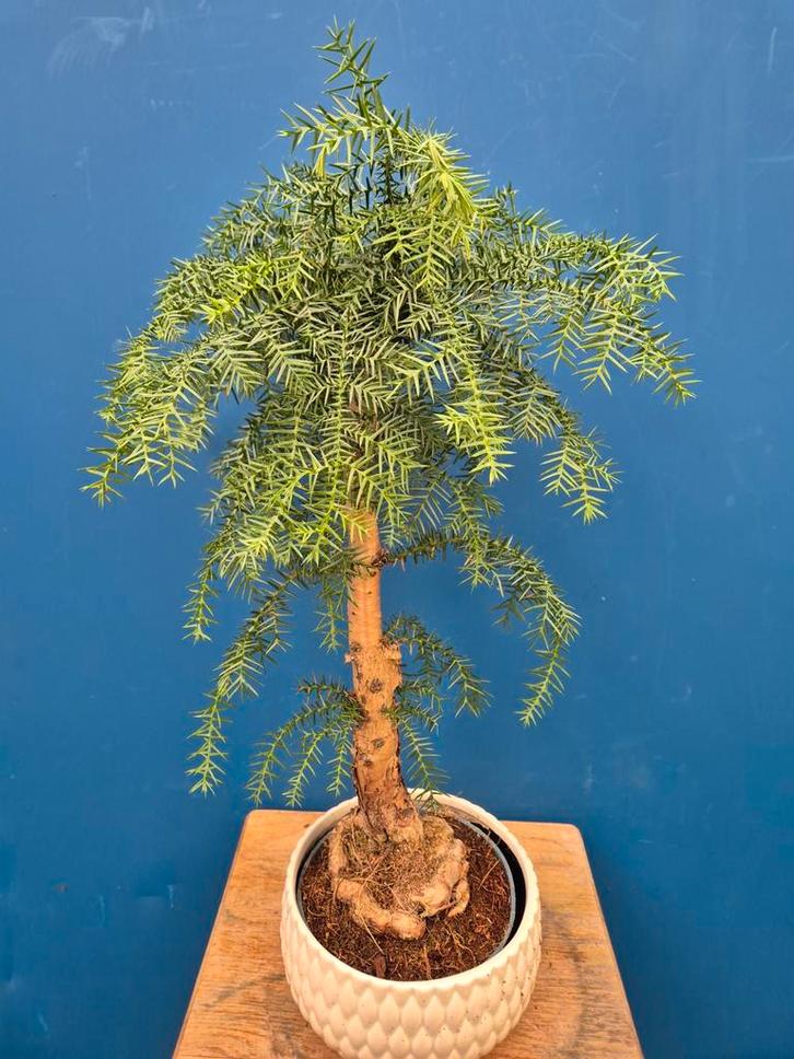 Araucaria Chinensis Bonsai p18 (3), Huis en Inrichting, Kamerplanten, Minder dan 100 cm, Halfschaduw, Ophalen of Verzenden