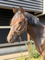 Prachtige bijna 2 jarige hengst V. Habitus WE, Dieren en Toebehoren, Pony's, Met stamboom, Dressuurpony, 0 tot 2 jaar, Hengst