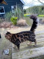 Fijn huis gezocht: unieke,  mooie en lieve Bengaalse kat, Dieren en Toebehoren, Kater, Gechipt, 0 tot 2 jaar