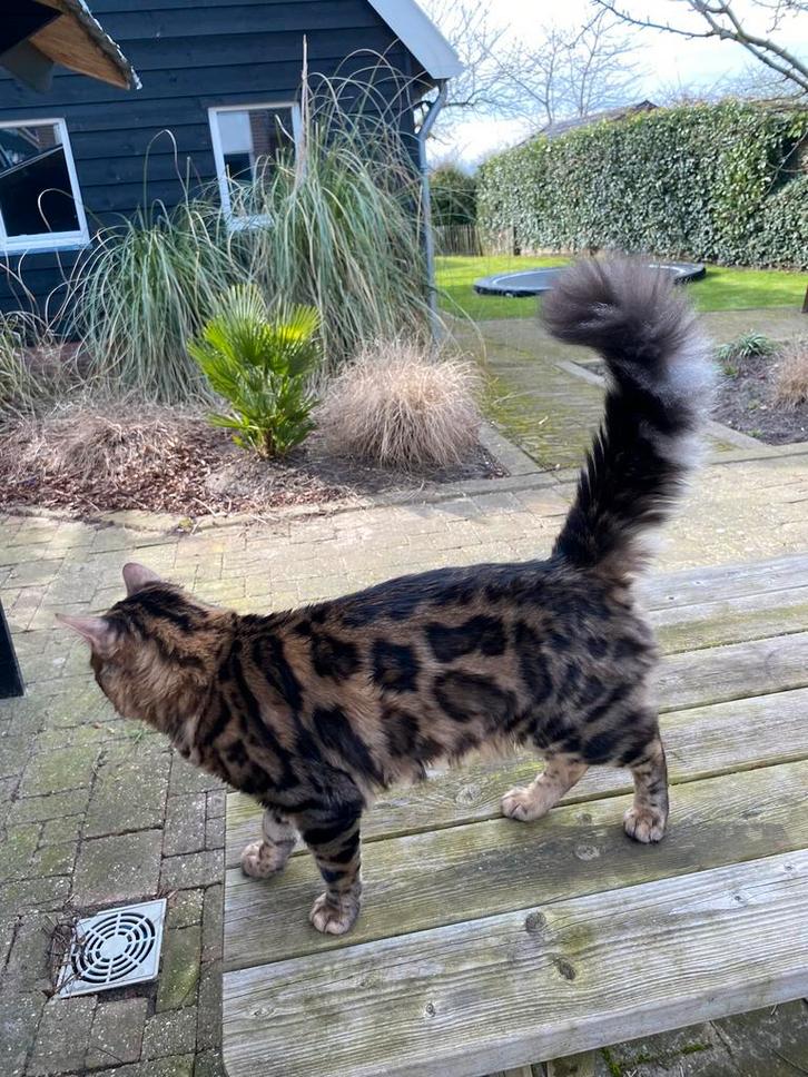 Fijn huis gezocht: unieke,  mooie en lieve Bengaalse kat, Dieren en Toebehoren, Katten en Kittens | Raskatten | Langhaar, Kater