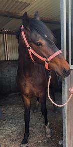 3 jarig dressuur paard KWPN merrie, Merrie, Gechipt, Dressuurpaard, 3 tot 6 jaar