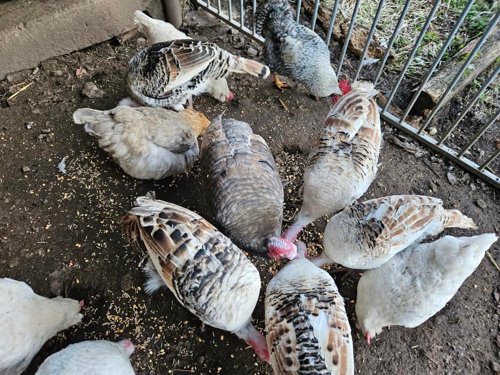 1. Kalkoen hen, Vrouwelijk, Kalkoen