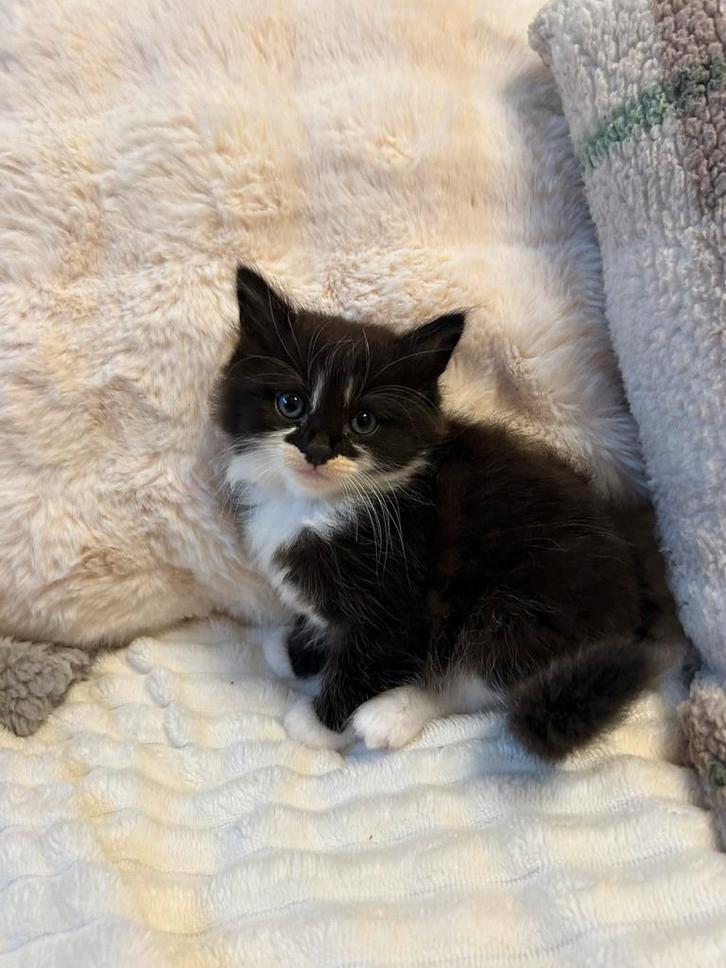 4 lieve Mainecoon X Birmaan kittens!️, Dieren en Toebehoren, Katten en Kittens | Overige Katten, Langharig, Meerdere dieren, 0 tot 2 jaar