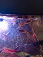 Guppen, Dieren en Toebehoren, Vissen | Aquariumvissen, Vis, Zoetwatervis, Schoolvis