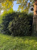 Diverse rhododendron, Laurier en meer, Ophalen, Overige soorten, 100 tot 250 cm