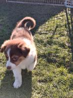 Australian Shepherd pups, Dieren en Toebehoren, HCC (leverziekte), 8 tot 15 weken, Meerdere, Meerdere dieren