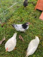 Gratis twee jonge hanen, Dieren en Toebehoren, Pluimvee, Mannelijk, Kip