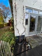 Grote hoge volwassen witte druif  2.3m, Overige soorten, 100 tot 250 cm, Zomer, Ophalen