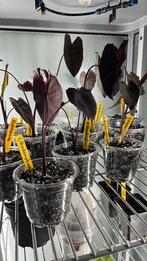 Colocasia redemption, Ophalen of Verzenden, Overige soorten, Minder dan 100 cm