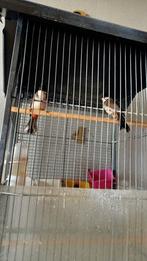 Buulbuul Roodoor geslacht onbekend, Dieren en Toebehoren, Vogels | Overige Vogels, Geslacht onbekend