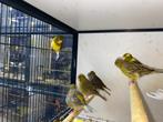 Mooie mannelijke kanaries | Goede zangvogel | Kanarie, Mannelijk, Kleurkanarie