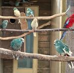Kakariki koppels, Dieren en Toebehoren, Vogels | Parkieten en Papegaaien, Meerdere dieren, Parkiet