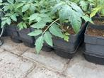 Tomatenplanten., Ophalen, Volle zon, Groenteplanten, Eenjarig