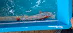 Koi (asagi), Dieren en Toebehoren, Vissen | Vijvervissen, Karper of Koi