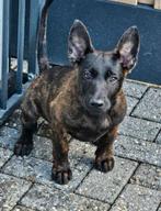 Mechelse herders X Hollandse herder pups, Dieren en Toebehoren, Honden | Herdershonden en Veedrijvers, Meerdere, Meerdere dieren