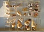 Heel veel conussen / conus schelp, Verzamelen, Mineralen en Fossielen, Schelp(en), Ophalen of Verzenden