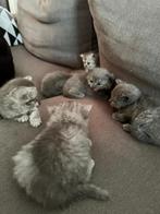 Britse Korthaar kittens, Dieren en Toebehoren, Katten en Kittens | Raskatten | Korthaar, 0 tot 2 jaar