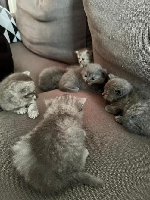 Britse Korthaar kittens, Dieren en Toebehoren, Katten en Kittens | Raskatten | Korthaar, 0 tot 2 jaar