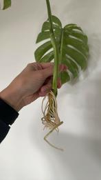 Monstera Deliciosa Variegata Stek, Ophalen, Overige soorten, Halfschaduw, Minder dan 100 cm