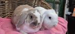 Konijnen KENZO & KIARA uit de opvang zoeken een tehuis!, Dieren en Toebehoren, Konijnen, Meerdere dieren, Klein