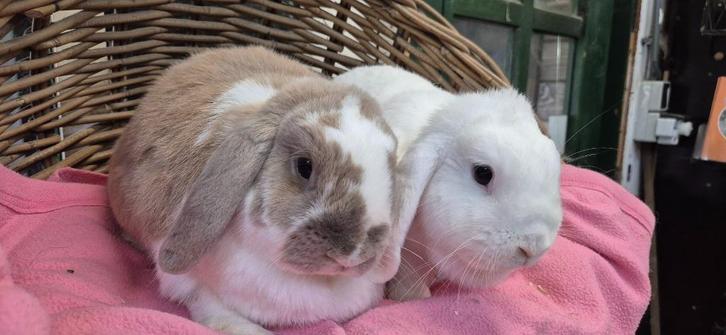 Konijnen KENZO & KIARA uit de opvang zoeken een tehuis!, Dieren en Toebehoren, Konijnen, Klein, Meerdere dieren