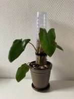 Philodendron Paraiso Verde met mos paal en 2 extra, Huis en Inrichting, Kamerplanten, Ophalen