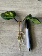 Hoya obovata inner variegata stekjes, Overige soorten, Minder dan 100 cm, Bloeiende kamerplant, Halfschaduw