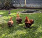 Cochin patrijs, Dieren en Toebehoren, Pluimvee, Meerdere dieren, Kip