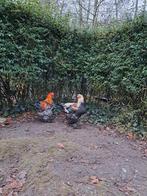 Grote brahma hanen, Dieren en Toebehoren, Mannelijk, Kip