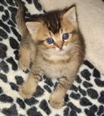 Mooie Britse korthaar  kittens., Meerdere dieren, Met stamboom