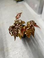 Begonia Serratipetala, Overige soorten, Minder dan 100 cm, Ophalen of Verzenden, Halfschaduw