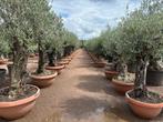 Olijfboom, Palmboom, Yucca rostrata, Vijgenboom, Leiboom,, Tuin en Terras, Planten | Bomen, Ophalen of Verzenden, 100 tot 250 cm