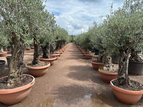 Olijfboom, Palmboom, Yucca rostrata, Vijgenboom, Leiboom,, Tuin en Terras, Planten | Bomen, Olijfboom, 100 tot 250 cm, Volle zon