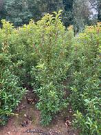 Portugese laurier brenelia 100-125 cm, Ophalen, Laurier, 100 tot 250 cm